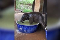 ゾウの赤ちゃんが水風呂に浸かってはしゃぐ姿が微笑ましい♪入水後、大量の水があふれる…