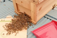 春はミツバチの巣別れの時期。ミツバチの集団を発見したら殺虫剤を使わずに養蜂場に連絡を！