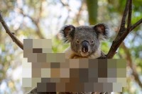 コアラがまさかの悩殺ポーズを披露！世界で一番セクシーなコアラだと話題に！
