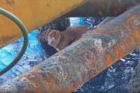 どうしてこんなところに！？タイの沖 約220キロの石油掘削施設で必死に泳ぐ犬が発見され救助！