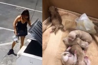 生後3日の子犬7匹をゴミ箱に投げ捨てた女性に怒りの声…子犬たちは無事に救出される！