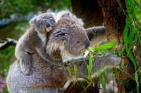 コアラはユーカリ以外食べない？睡眠時間は動物の中で1位？コアラのごはんや睡眠事情にまつわる生態とは！！