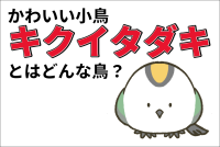 日本で一番小さい鳥「キクイタダキ」とは？かわいいこの小鳥の生態を解説！！飼育はできるの？