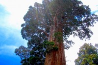 世界一高い木「セコイア」とはどんな木？太古から生き続ける生命力の神秘に迫る！