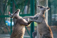 【衝撃の事実】オーストラリアで「カンガルー」は厄介者！？人間の2倍以上の数がいる？！？！
