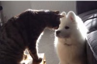 サモエド犬と猫が3ヶ月でじわじわと仲良くなっていく過程にほっこり出来る動画