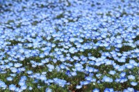 青い花畑が美しい春の花「ネモフィラ」、その花言葉は？実は黒い花も咲かせるネモフィラもあるんだとか！！