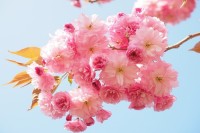 【日本三大桜＆日本五大桜】一度は見に行きたい美しく咲き誇る一本桜をご紹介