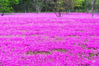 芝桜の花言葉とは？地面いっぱいに咲くかわいらしい姿から付けられたその花言葉をご紹介！！