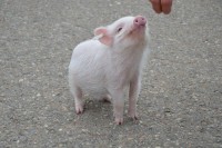 実はキレイ好きで太ってもいない！？すごくかわいい動物『豚』の魅力をご紹介！