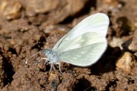 モンシロチョウの幼虫とキャベツ、知られざるバチバチの戦いが繰り広げられていた