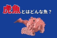 「虎魚」とはどんな魚？なぜその読み方は「オコゼ」となるの？その由来とは！！