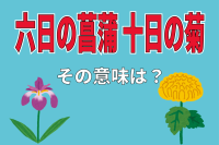 「六日の菖蒲 十日の菊」とはどんな意味？菖蒲と菊なのには何の理由があるの？