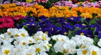 冬や春に咲く「プリムラ」の花言葉は？その特徴や名前の由来は？
