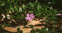 ニチニチソウの花言葉は？その名前の由来は花の咲く様子にあった