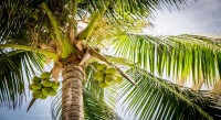 「椰子の実」と「ココナッツ」は別物？それとも同じ果実を指すの？