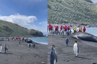ペンギンも多く生息するサウスジョージア島。その海岸には怪獣のような巨大な影が！！その正体とは・・？？【海外・動画】