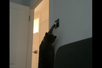 猫は電気を点けたい？壁のスイッチに頑張っておててを伸ばしていますが・・、その挑戦はうまくいくのでしょうか？？