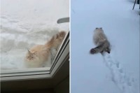 猫だって雪が降れば庭駆け回る？？寒さに弱いどころか雪が積もった庭に向かって元気に走っていきました！！【海外・動画】