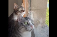 外を鳥が飛んでいたのかな？窓辺にいる猫の姉妹はシンクロした動きで、頭を右に左に・・時には上へ【海外・動画】