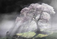 『牛代の水目桜』を撮影した幻想的な写真が話題に！「今にも木の精が躍り出て来そうな神秘的な一枚ですね」
