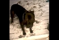 飼い主さんに呼ばれて外に出た愛犬は大喜び！なんと、雪が積もっているではないですか！！【海外・動画】
