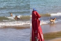 海水浴を楽しむ2頭の犬。波に乗ったり波打ち際を駆け回ったりと、海を存分に堪能しています！！