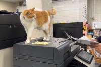 職場に猫がいることで有名な青木防災さん。よくある質問「猫いて邪魔にならない？」に対するアンサー動画が話題に！