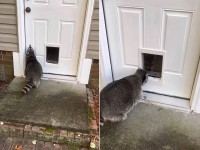 お家に入りたがっているアライグマ。すぐそばにペットドアがあるので簡単に中に入れるはずですが・・、それがドアとは気付いてない？？？