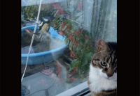 窓越しだから安心？小鳥が窓辺にやってきて猫と遊んでいる姿に和む