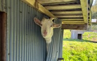 「あっバレた！」小屋を勝手に抜け出していたヤギの犯行現場を押さえた写真がいろいろ面白い！