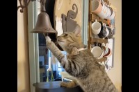 愛猫に食事の時間をベルで知らせるようにしたら・・、自分でベルを鳴らしておやつを催促するようになりました！！【アメリカ・動画】