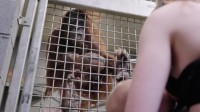 オランウータンに飼育員が授乳を見せて教える！アメリカの動物園で実際に行われたオランウータンの孤児への教育がスゴイ！