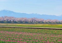 本気を出した富山がこの世の楽園！朝日岳を背景に、桜並木とチューリップと菜の花が織りなす春の四重奏が素敵すぎる映像！