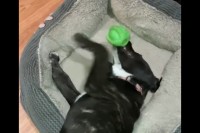 ボール遊びをする子犬、その動きがダイナミックすぎる！！