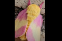 なんだかぬいぐるみみたい！？ピンクと琥珀色がかわいいツートンカラーをしたこの生き物。本当に生きている蛾なんです！！