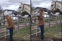 【実験】馬の前で馬のマスクを外してみた結果・・・馬の反応が面白い！