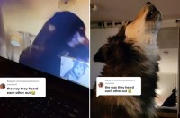 犬のカップルTikTokerが大人気！飼い主さんの仕事の都合で離ればなれになった2匹は、ビデオ通話で遠距離恋愛を続けています！
