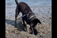 ビーチで穴掘りに奮闘する愛犬。ところが掘れども掘れども穴が埋まるし、海水がしみ出てきます・・！！【海外・動画】