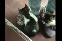 かわいい靴が気に入った？靴に飛び乗った子猫は階段をのぼっていく間も離れません！！【海外・動画】