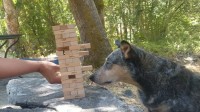 オーストラリアン・キャトル・ドッグは飼い主さんとジェンガに挑戦！上手にブロックを抜いています！！