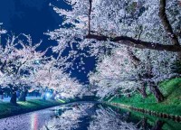国宝級に美しい！！『春の弘前城』を撮影した素敵な一枚が話題に！「川にできた桜の花びらの道が美しい」