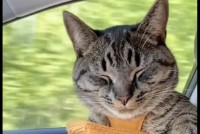 ドライブが大好きな猫。お気に入りの場所は専用のチャイルドシート！居心地がいいのか、お昼寝することも