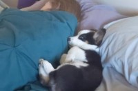 新しいお家のベッドで横になるコーギーの子犬。ママさんの隣を確保するように添い寝しています！！【アメリカ・動画】