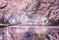 美しすぎる弘前城の“桜リフレクション”が話題に！「こんなに綺麗なリフレクションを見たのは初めてかも」