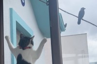 外にいるカラスが気になる猫。窓にべったり張り付いて・・じっとその様子を窺っています【海外・動画】