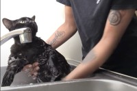 バスタイム中の黒猫。おとなしく体を洗わせてくれているかと思いきや・・！！【アメリカ・動画】