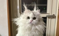 毛づくろいが下手すぎる猫の姿がTwitterで話題に！確かにこれは下手すぎる（笑）