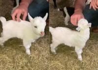 体をワシャワシャしてもらってゴキゲンなヤギの赤ちゃん。ところがその手が止まると・・【アメリカ・動画】