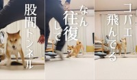 柴犬との毎朝のルーティーン「あるじのステップ」動画が面白すぎると大反響！渋くて軽妙なナレーションも最高！